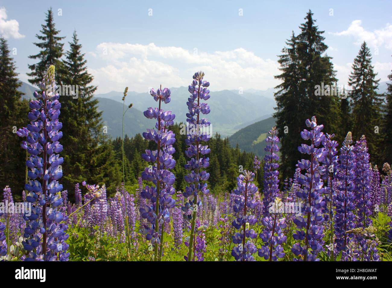 Blick von den österreichischen Alpen rund um Zell am See - Tal mit Wäldern und wunderschön blühender Almwiese - Österreich Stockfoto