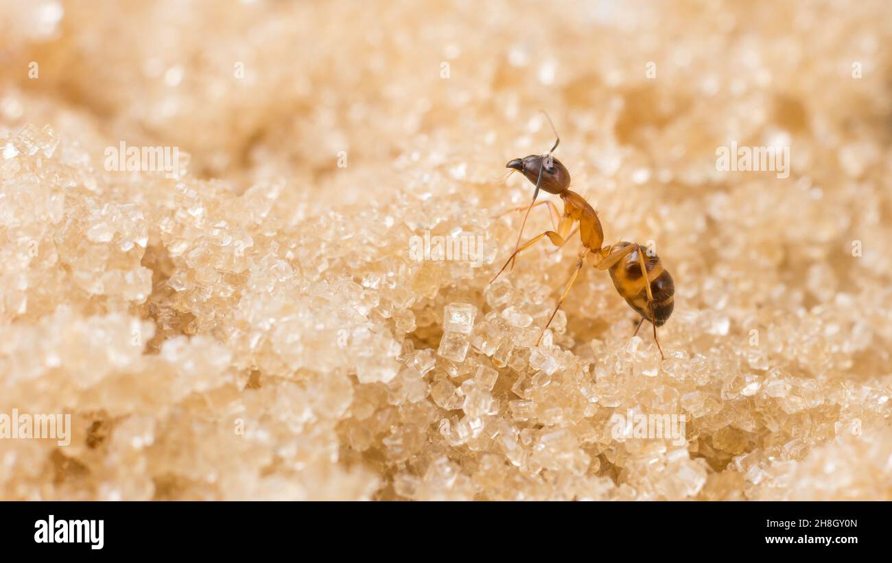 ant auf Zuckergranulat, Makroaufnahme eines einzelnen Insekts auf Sweet mit Kopierraum, aufgenommen in geringer Schärfentiefe Stockfoto