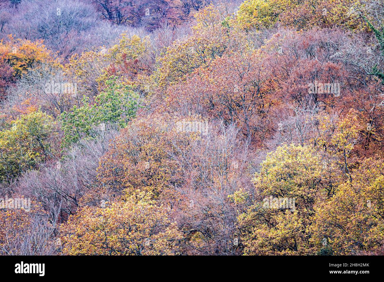 Herbstbäume auf der Blorenge,. Wales, Großbritannien Stockfoto