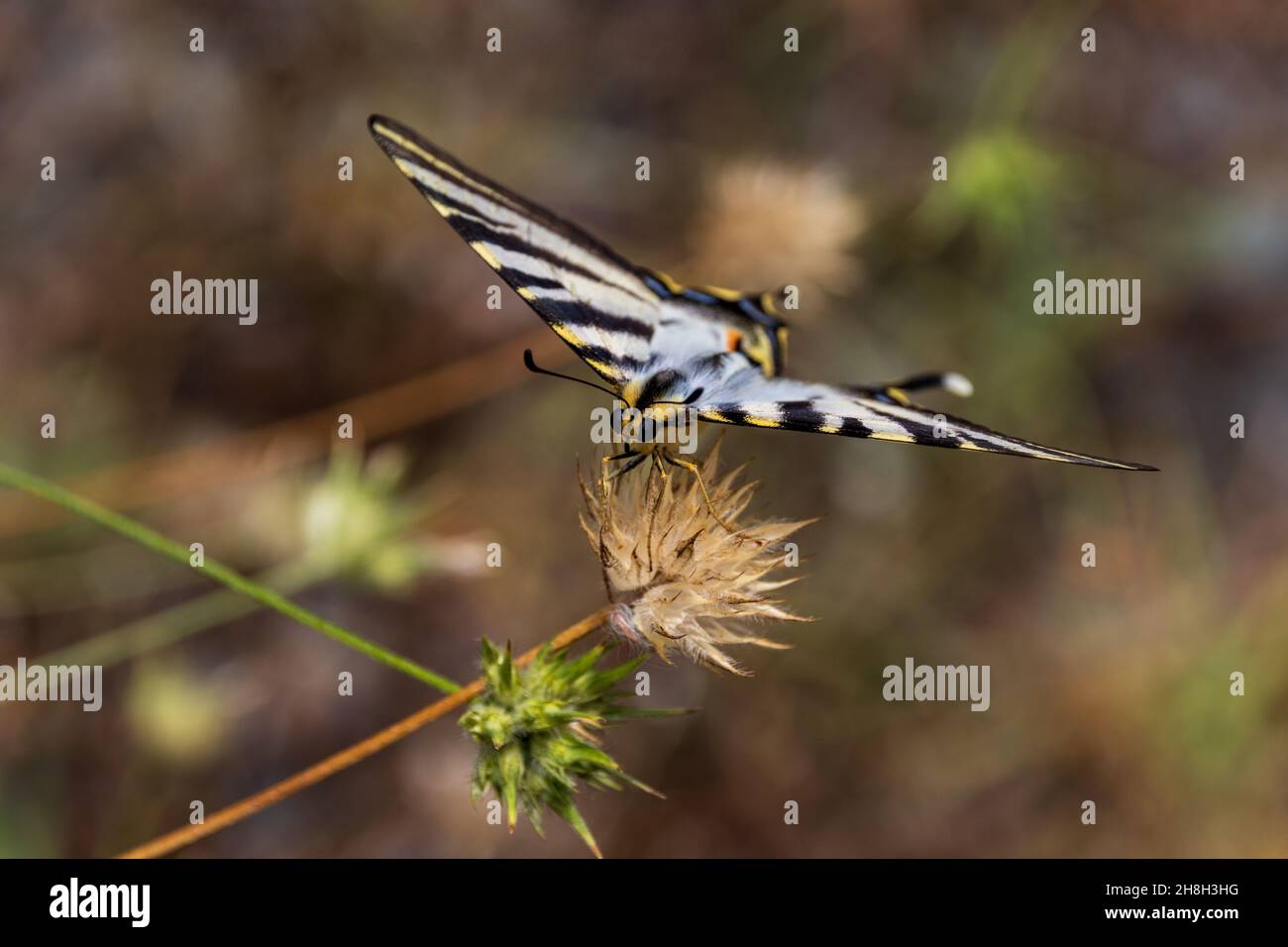 Iberisch seltener Schwalbenschwanz-Schmetterling, Iphiclides feisthamelii Stockfoto