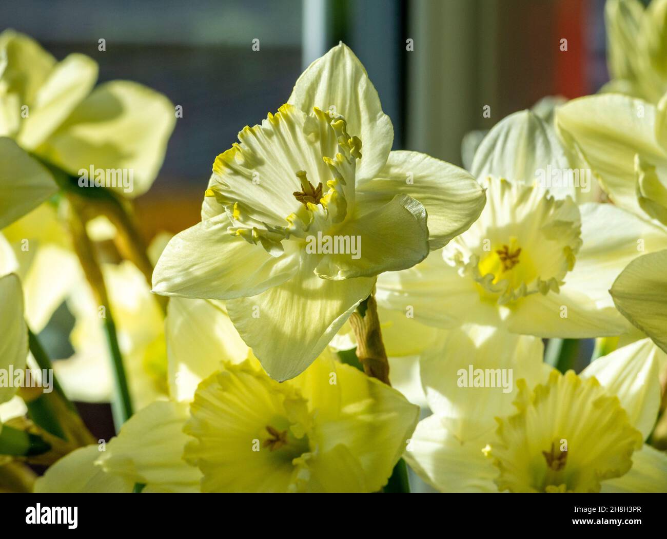 Narcissus ist eine Gattung überwiegend frühlingsblühender, mehrjähriger Pflanzen der Familie der Amaryllis, Amaryllidaceae. Verschiedene gebräuchliche Namen einschließlich Narzissen Stockfoto