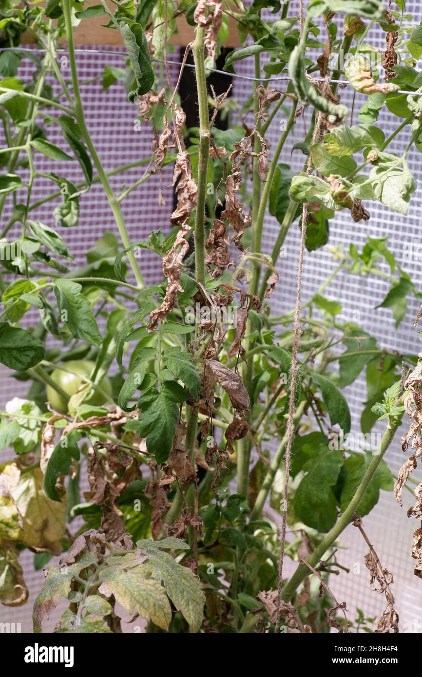 Pilzerkrankungen gefährliche Krankheiten von Tomaten, die Vertreter von Nachtschatten vor allem Kartoffeln betrifft. Diese Krankheit wird durch pathogene Organismen verursacht, die sich zwischen Pilzen und Protozoen-Grauflecken befinden Stockfoto