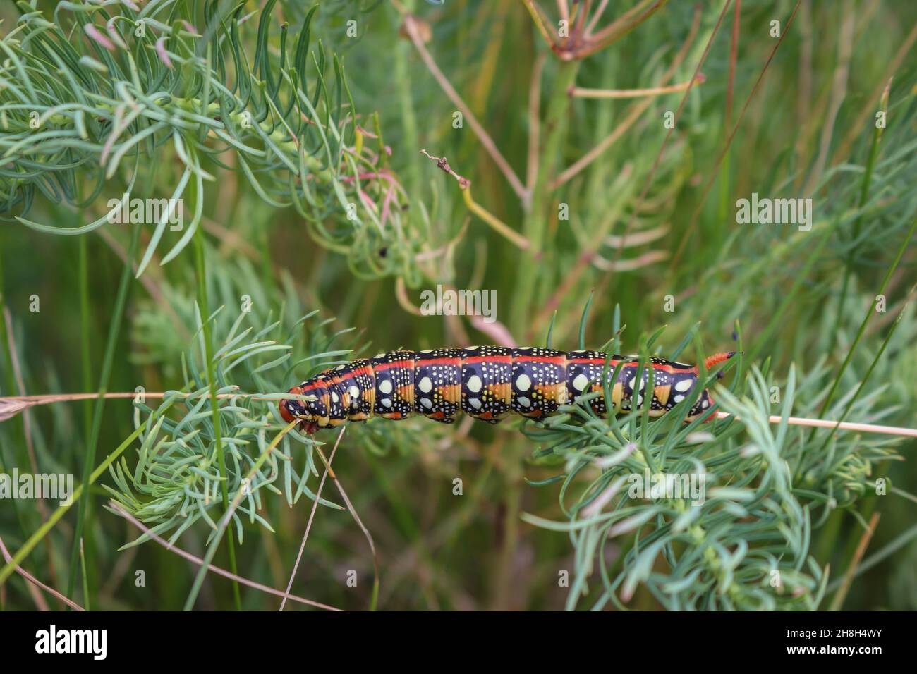 Farbenfrohe Raupe der Sperber-Falkenmotte Hyles eumorbiae im Deliblato-Sand in der Vojvodina Stockfoto