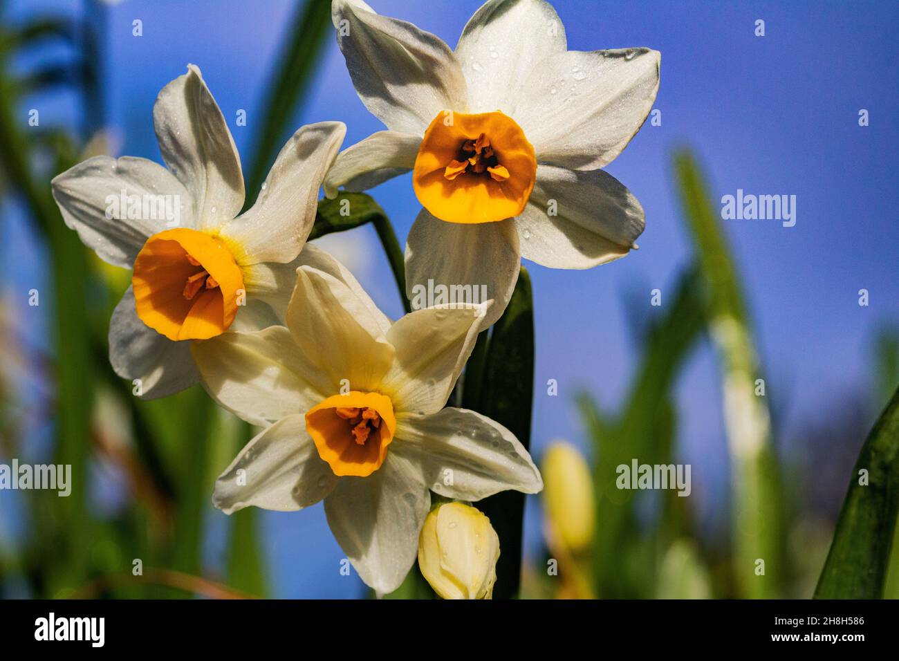 Eine Gruppe von drei bunten Narzissen oder Narzissen Blumen mit Regen fällt im Frühjahr gegen einen blauen Himmel. Stockfoto Eine Gruppe von drei bunten Narzissen oder Narzissen Blumen mit Regen fällt im Frühjahr gegen einen blauen Himmel. Stockfoto