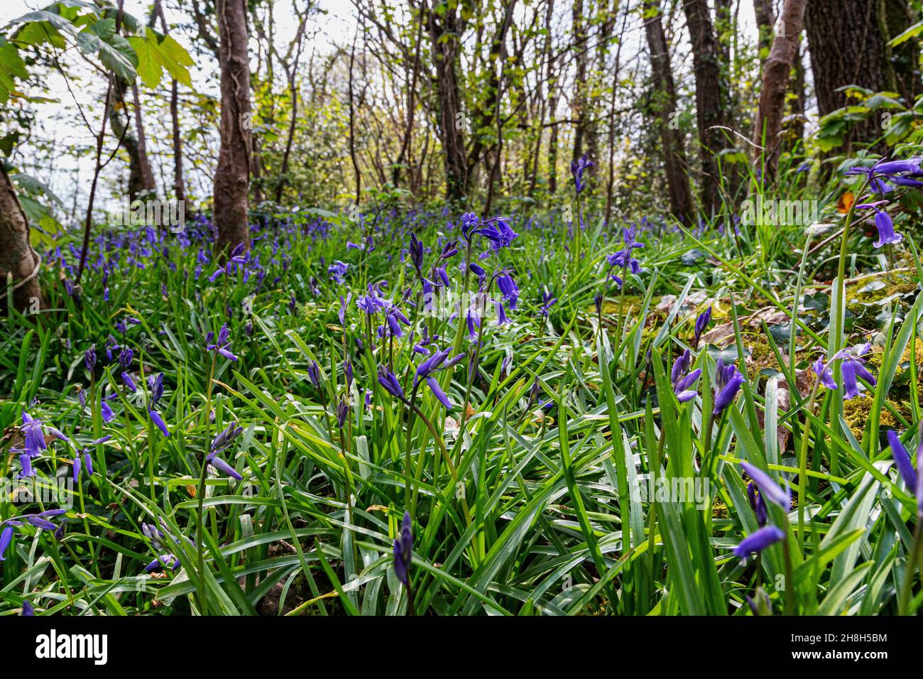 Spring Bluebell Woodland View: Waldboden mit Bluebells (Hyacinthoides non-scripta) Nutzung des Lichts vor dem Öffnen des kompletten Woodland Canopy Stockfoto Spring Bluebell Woodland View: Waldboden mit Bluebells (Hyacinthoides non-scripta) Nutzung des Lichts vor dem Öffnen des kompletten Woodland Canopy Stockfoto