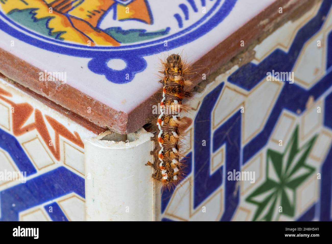 Acronicta Rumicis, Knot Grass moth Stockfoto