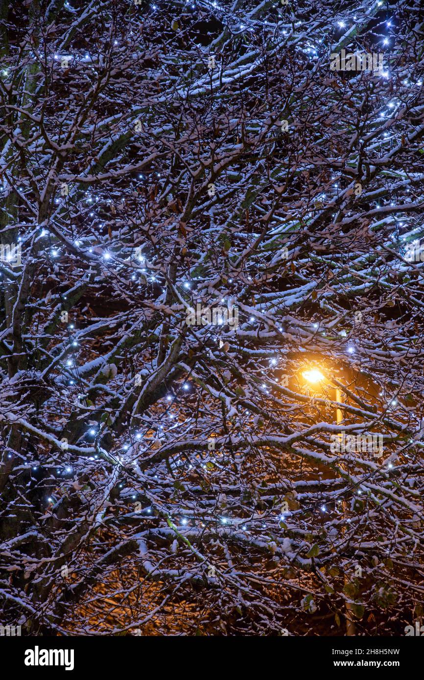 Blaue Weihnachtslichter in den Bäumen entlang der brackley High Street im Abendschnee. Brackley, Northamptonshire, England Stockfoto