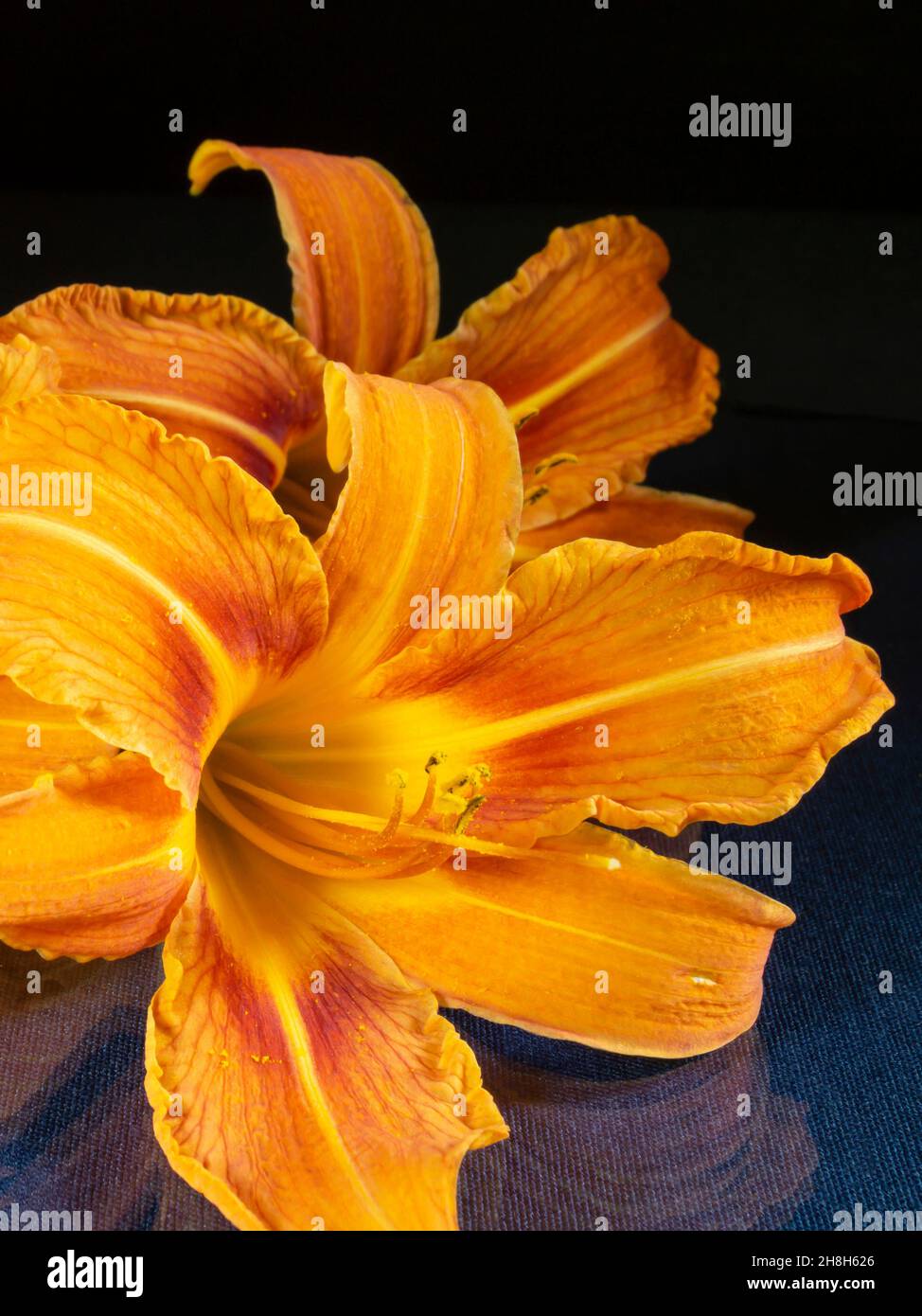Orangefarbene Lilien liegen mit einer Spiegelung auf dem Tisch.wunderschöne Blumen auf schwarzem Hintergrund Stockfoto