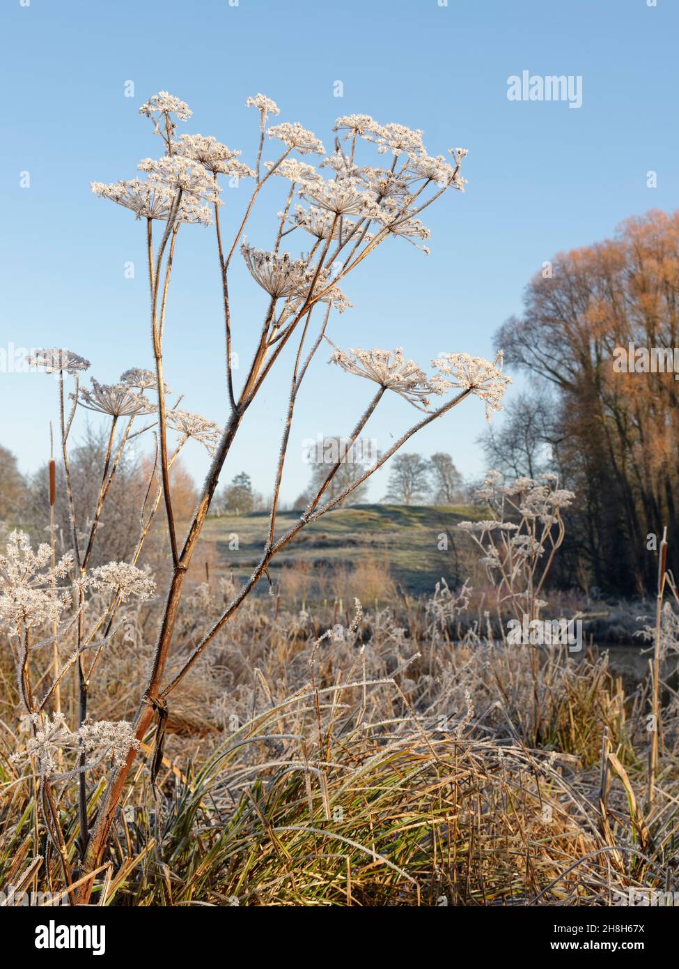 Gewöhnliches Schwalbenkraut (Heracleum sphondylium), das an einem kalten Wintermorgen mit Reifrost bedeckt ist, Wiltshire, Großbritannien, Dezember. Stockfoto