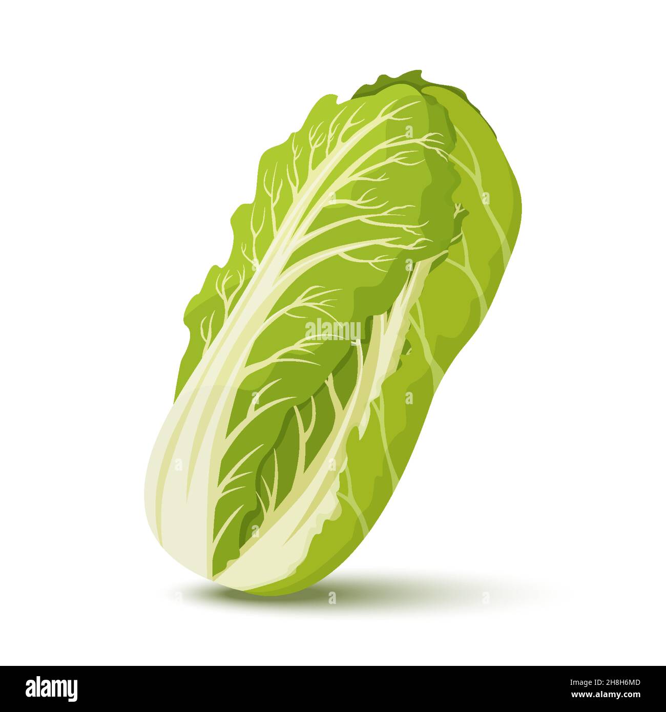 Frischer Chinakohl. Gesunde Ernährung. Bio-Zutat für vegetarischen Salat. Flacher Vektor für Promo-Poster des Lebensmittelladens Stock Vektor
