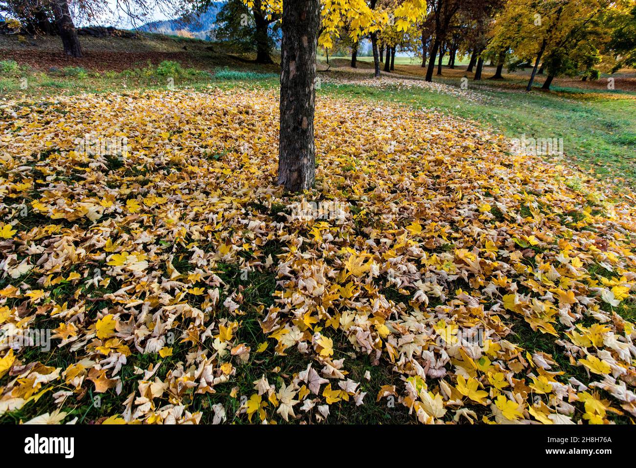 Italien, Trentino-Südtirol, Cavalese, schöner Hintergrund, Herbst in einem Park mit Bäumen und orangefarbenen Herbstblättern auf dem Boden Foto © Federico Meneg Stockfoto