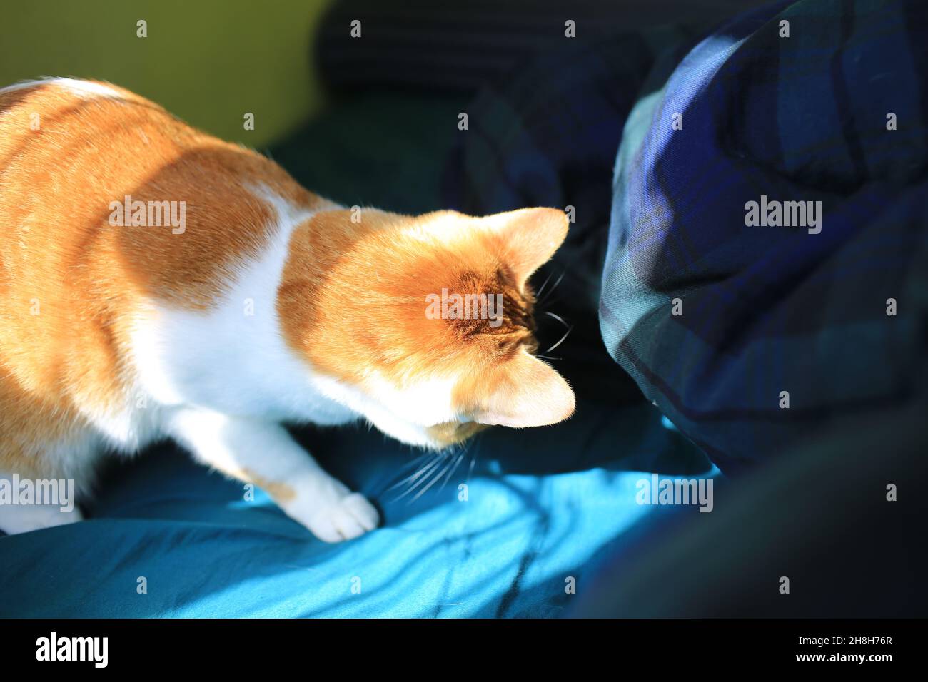 Ingwer-Katze findet etwas auf dem Bett Stockfoto