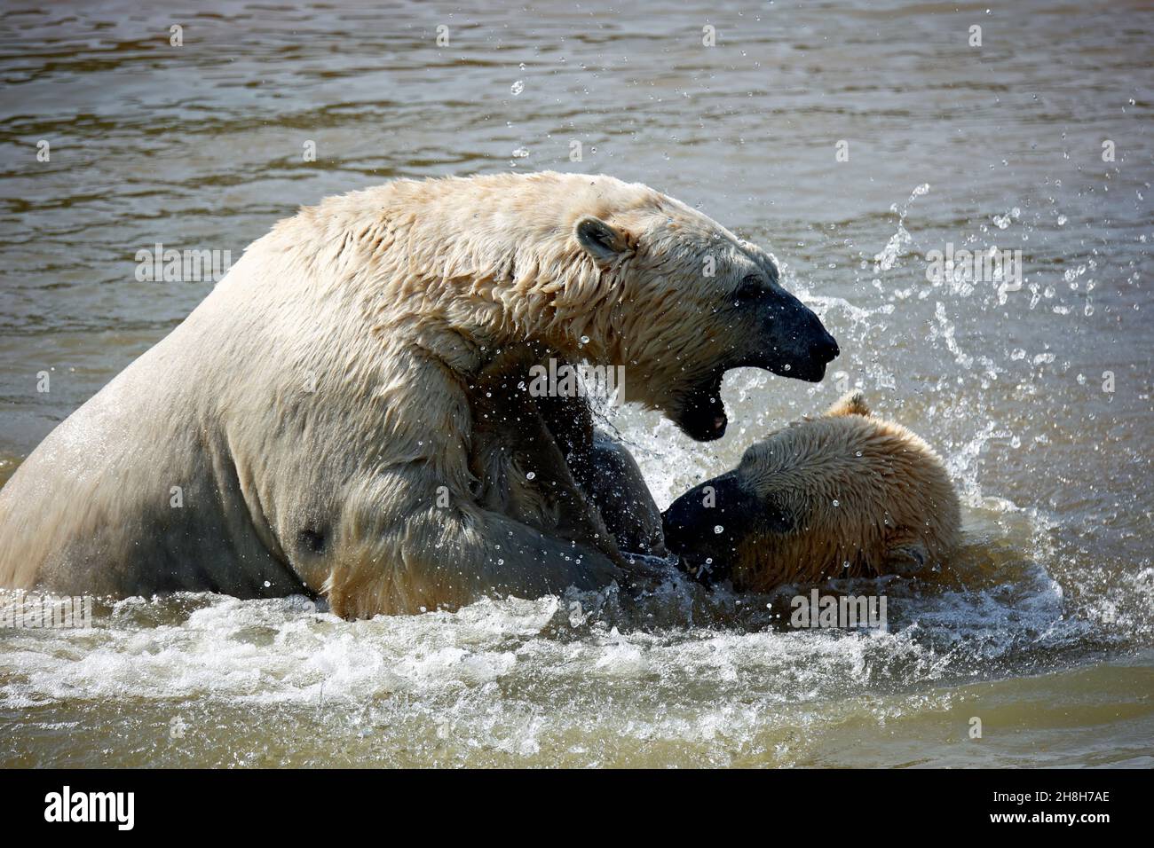 Eisbären kämpfen in ihrem See in einem Wildpark Stockfoto