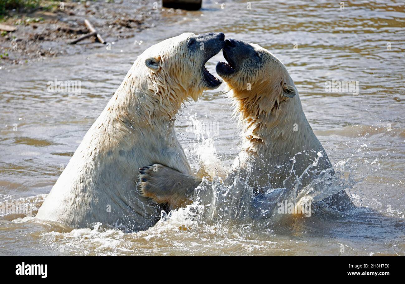 Eisbären kämpfen in ihrem See in einem Wildpark Stockfoto