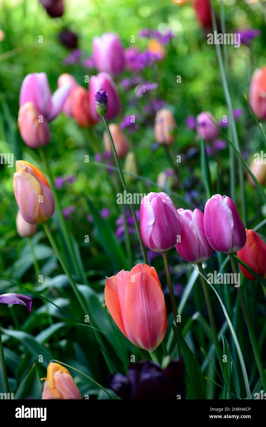 Tulpen, fosteriana Tulpen, tulipa fosteriana, orange und rosa gemischte Tulpen, Tulpen, Mischung, gemischt, Kombination, Bett, Grenze, Gärten, Frühling, Tulpen im Garten, R Stockfoto