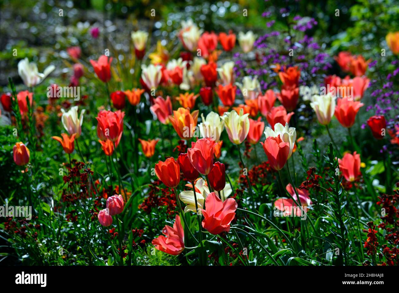 Backlip Tulpen, beleuchtetes fosteriana Tulpen, Lunaria annua Chedglow, jährliche Ehrlichkeit, purpurne Ehrlichkeit, fosteriana Tulpen, tulipa fosteriana, weiß orange rotes Tul Stockfoto
