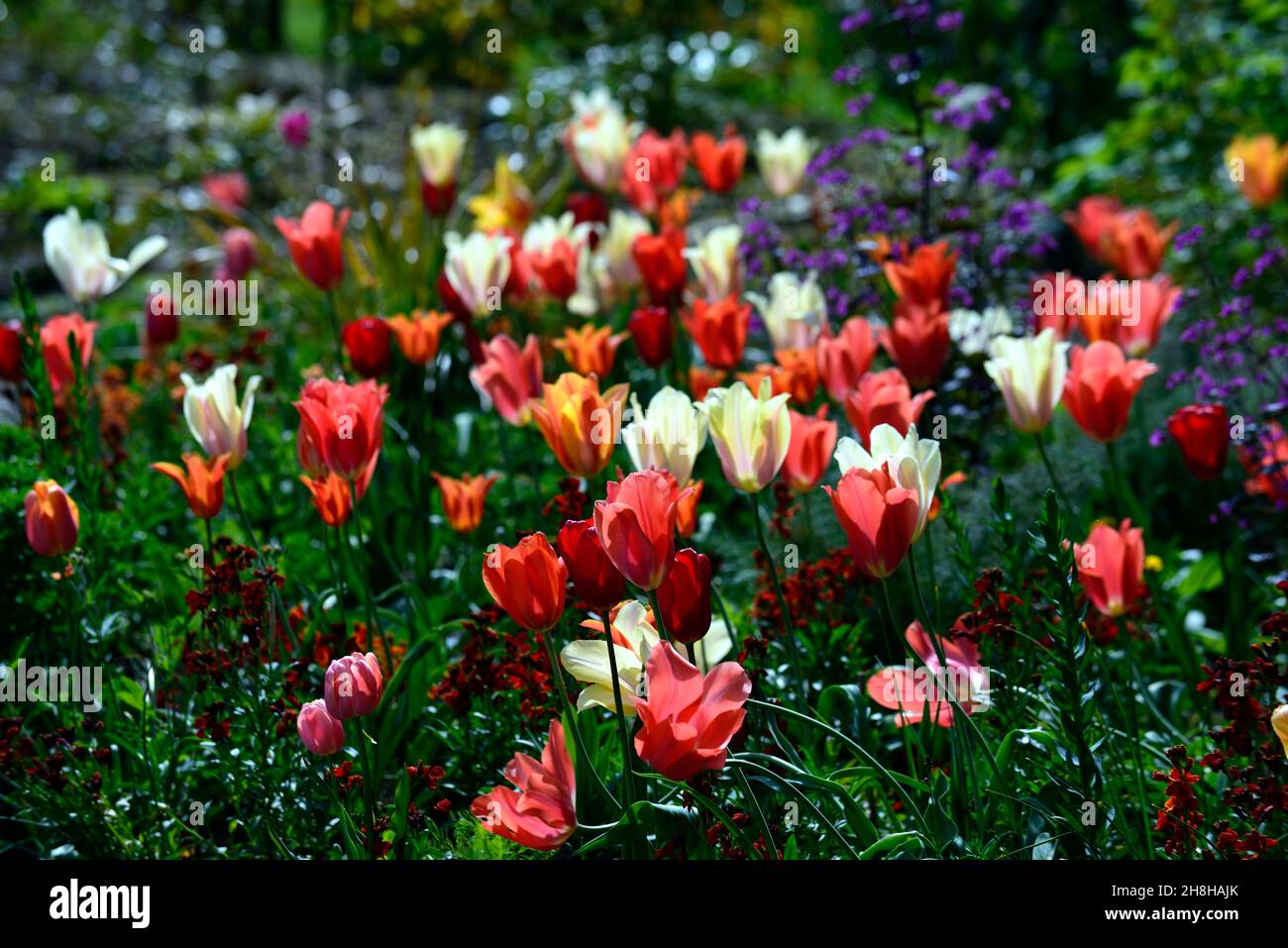 Backlip Tulpen, beleuchtetes fosteriana Tulpen, Lunaria annua Chedglow, jährliche Ehrlichkeit, purpurne Ehrlichkeit, fosteriana Tulpen, tulipa fosteriana, weiß orange rotes Tul Stockfoto
