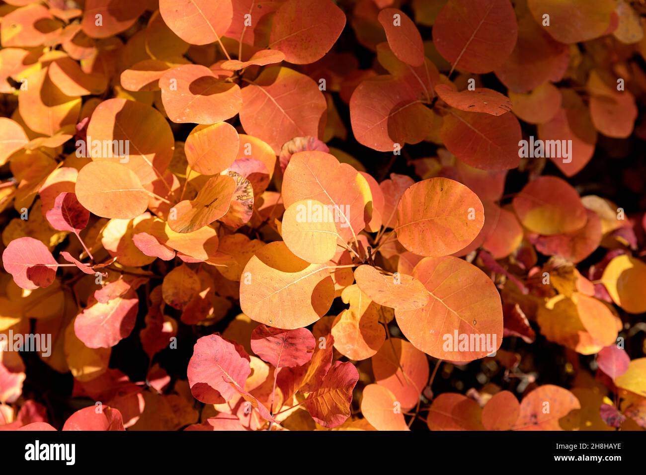 Orangefarbene und rote Herbstblätter haften an den Bäumen Stockfoto