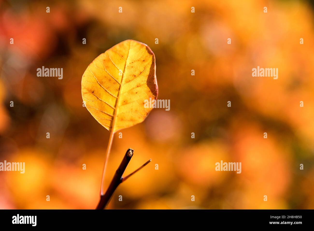 Letztes gelbes Blatt auf einem Baum, selektiver Fokus, Naturhintergrund. Herbstblätter haften an den Bäumen Stockfoto