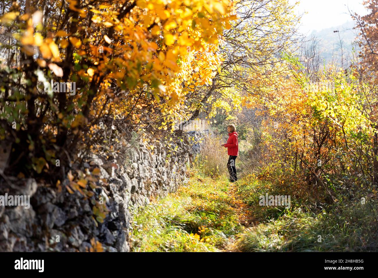 Frau in rotem Anorak auf einem Landwanderweg, Steinmauer und Herbstblätter, die an den Bäumen haften Stockfoto