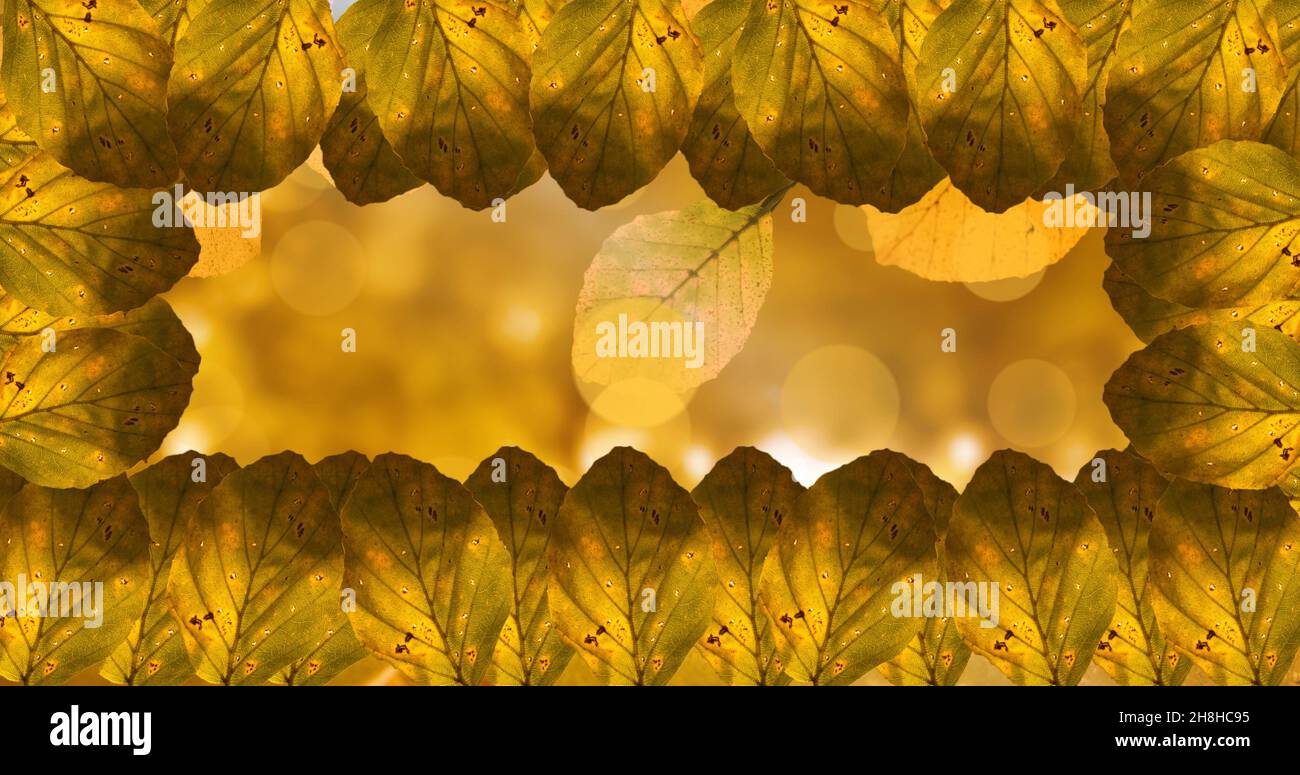 Herbstblätter in Rahmenform mit Kopierraum angeordnet Stockfoto