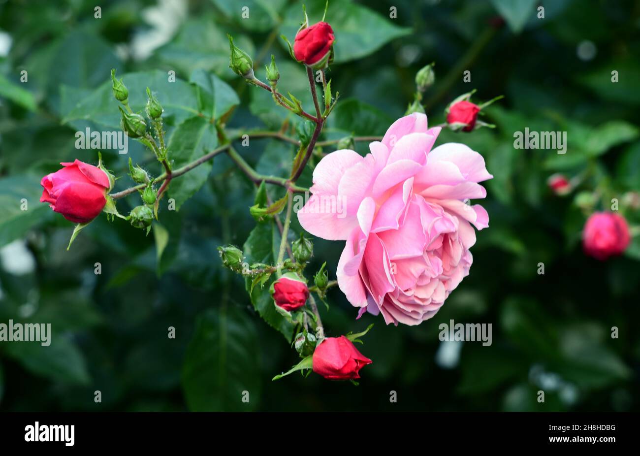 Rosenstrauch mit rosa Rosenblüte Stockfoto