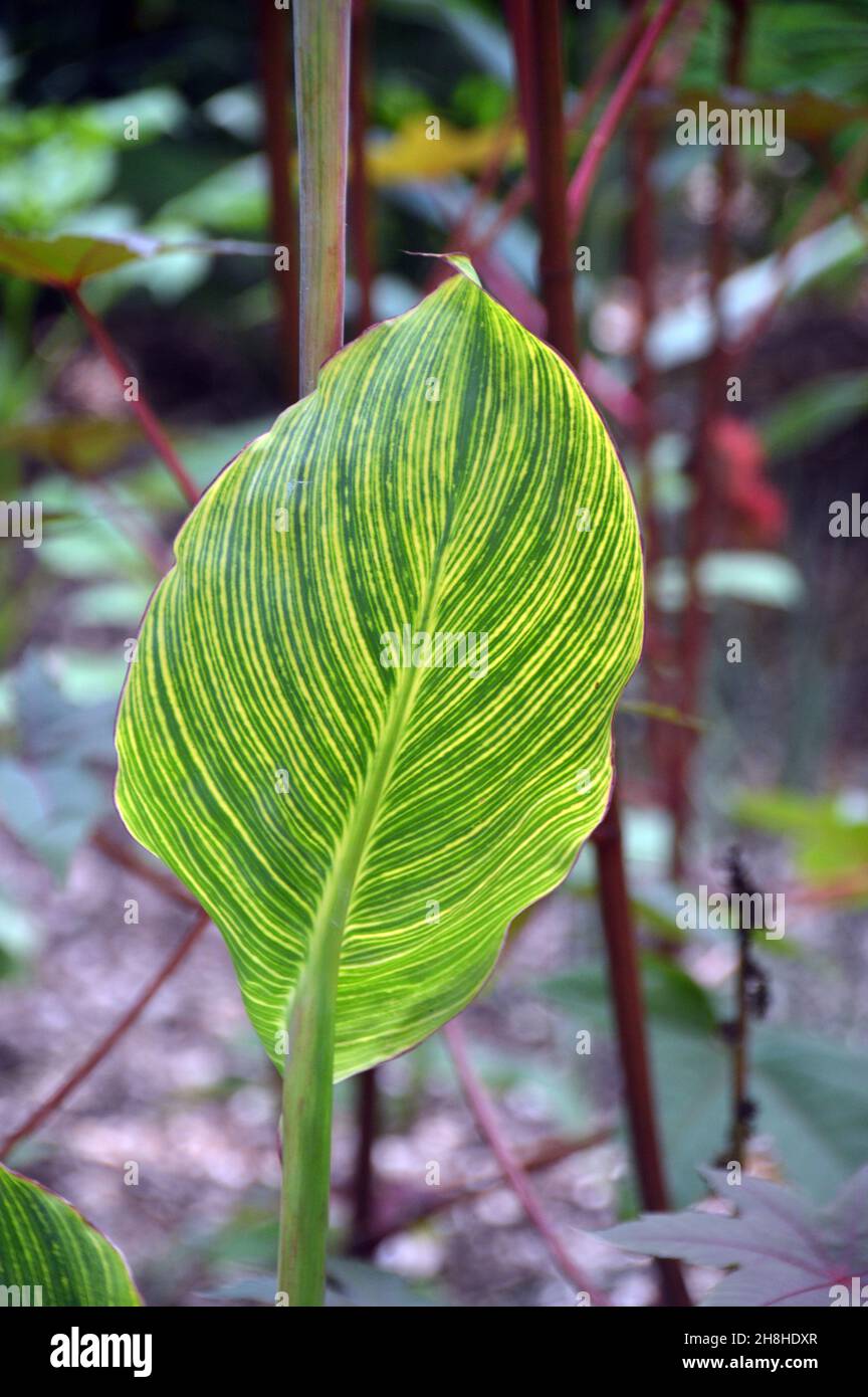 Einzelnes grün/gelb-buntes Canna 'Pretoria' (Canna Lily)-Blatt, das in den Grenzen von Newby Hall & Gardens, Ripon, North Yorkshire, Großbritannien, angebaut wird. Stockfoto