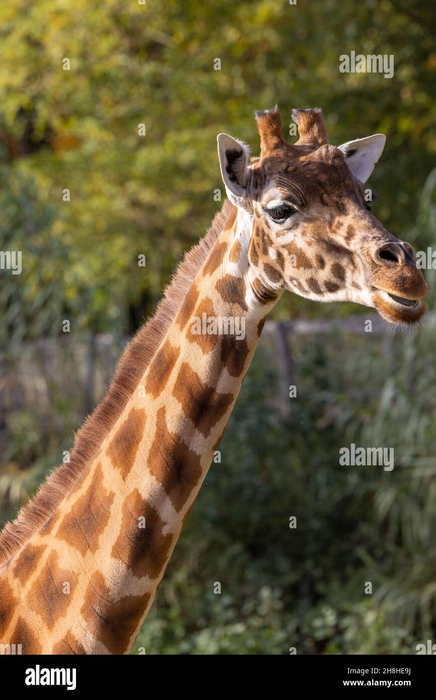 Kordofan-Giraffe oder Giraffa camelopardalis antiquorum, auch bekannt als zentralafrikanische Giraffe vor grünem, natürlichem Hintergrund. Wildtiere. Hochwertige Fotos Stockfoto
