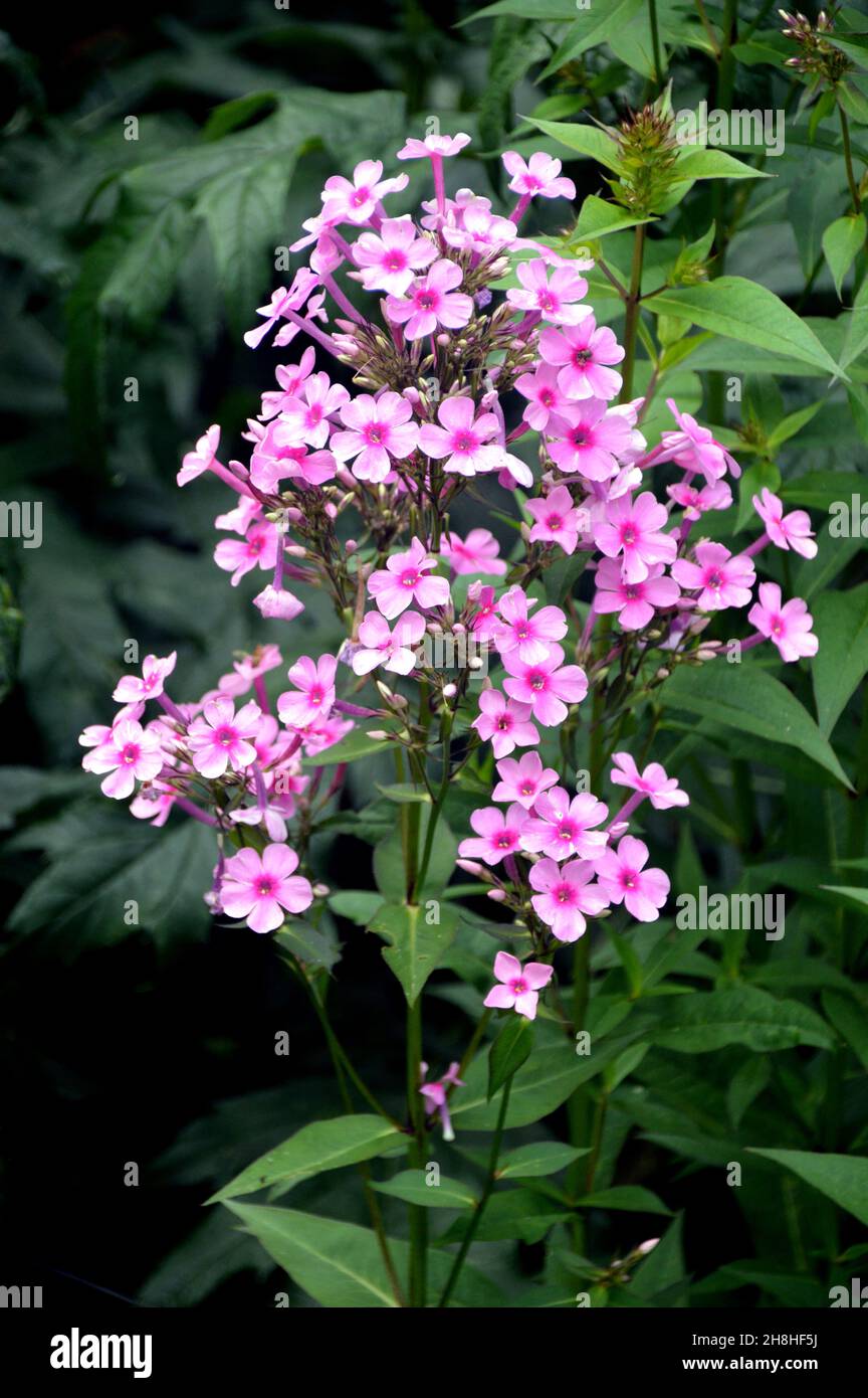 Bunch of Hell/Dark Pink Phlox Paniculata (Fall Phlox) Blumen in den Grenzen in Newby Hall & Gardens, Ripon, North Yorkshire, England, Großbritannien gewachsen. Stockfoto