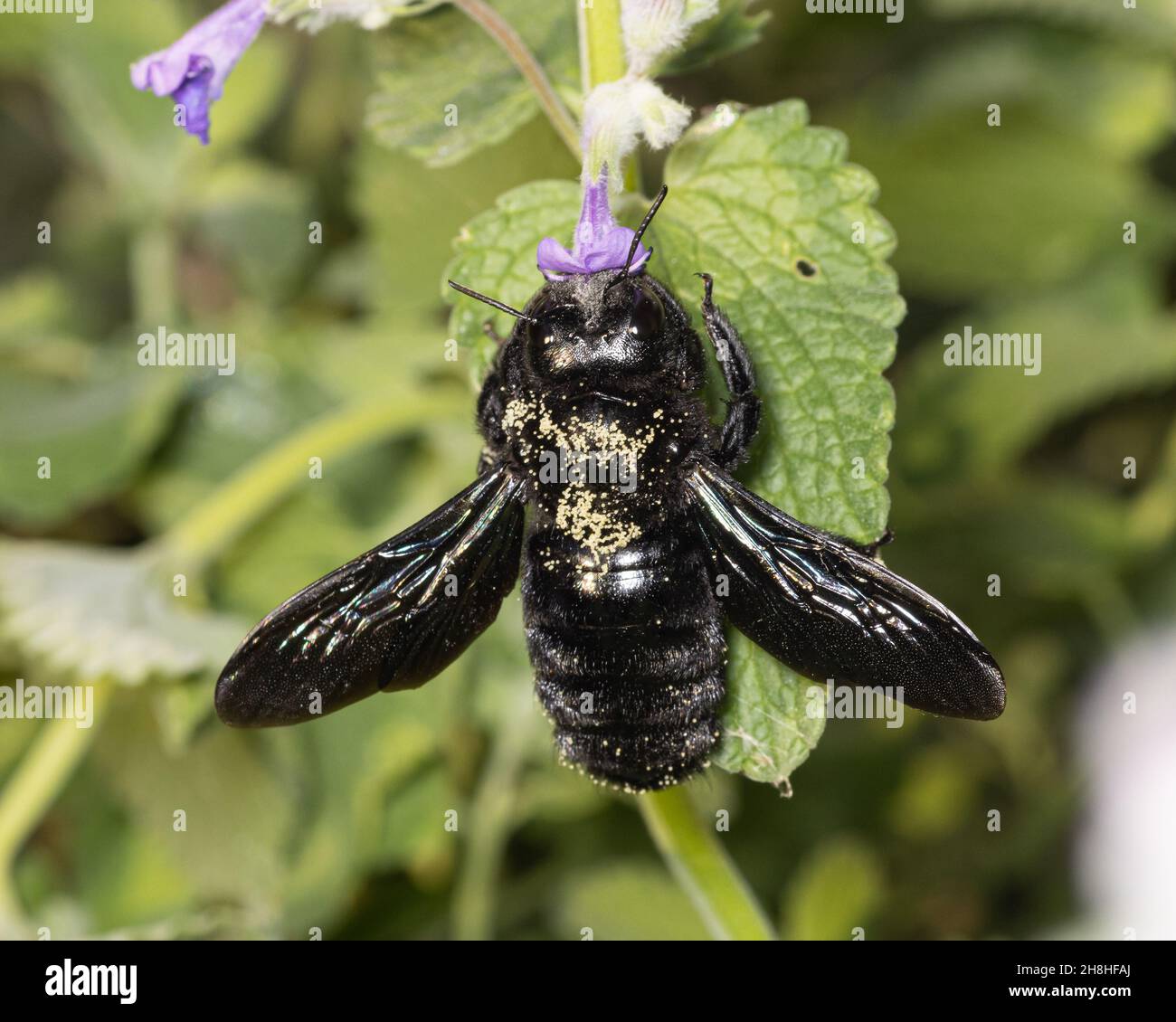 europäische Wildbienen: Die Zimmermannsbiene ( Xylocopa ) ernährt sich von einer grünen Pflanze Stockfoto