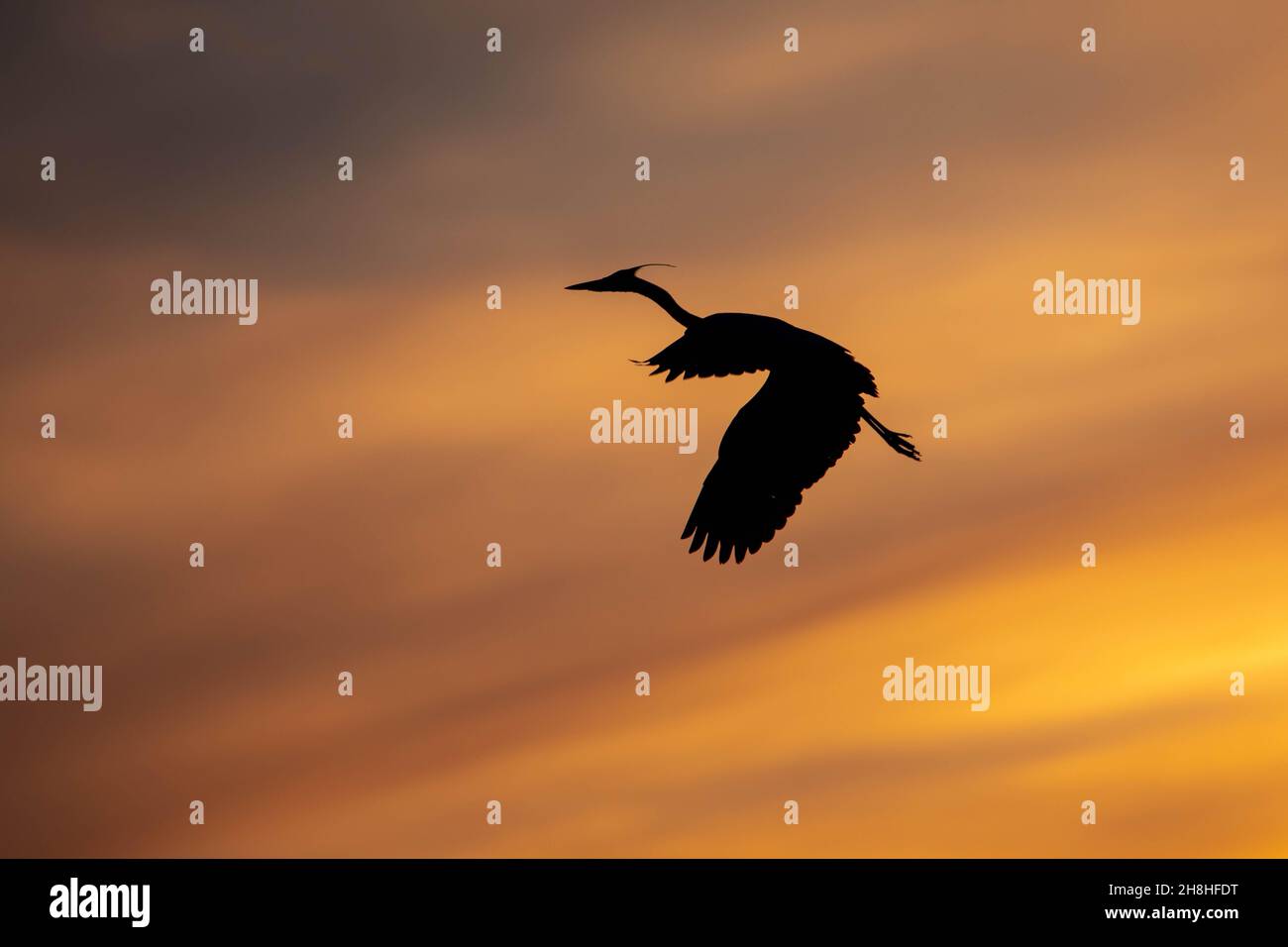 Ein großer blauer Reiher fliegt während eines farbenfrohen Sonnenuntergangs in Minnesota über dem Mississippi River. Stockfoto