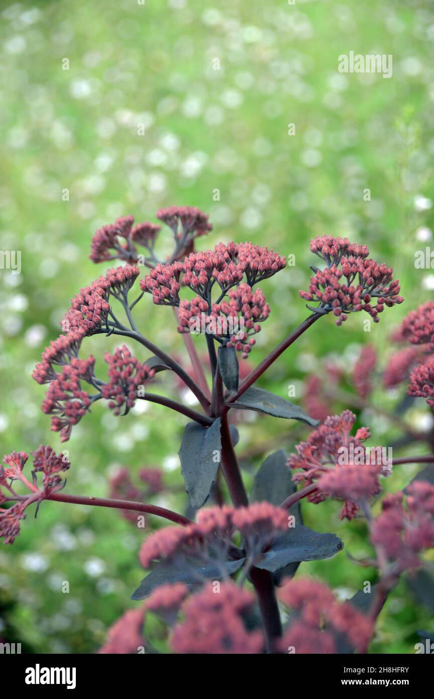 Violett/Rot Sedum 'Jose Aubergine' (Stonecrop) Blumen in den Grenzen von Newby Hall & Gardens, Ripon, North Yorkshire, England, Großbritannien. Stockfoto