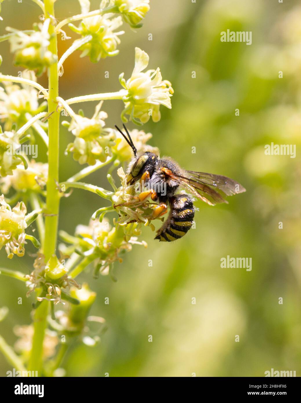 europäische Wildbienen: Längliche Wollcarderbiene ( Anthidium oblongatum ), die sich von einer grünen Pflanze ernährt (reseda) Stockfoto