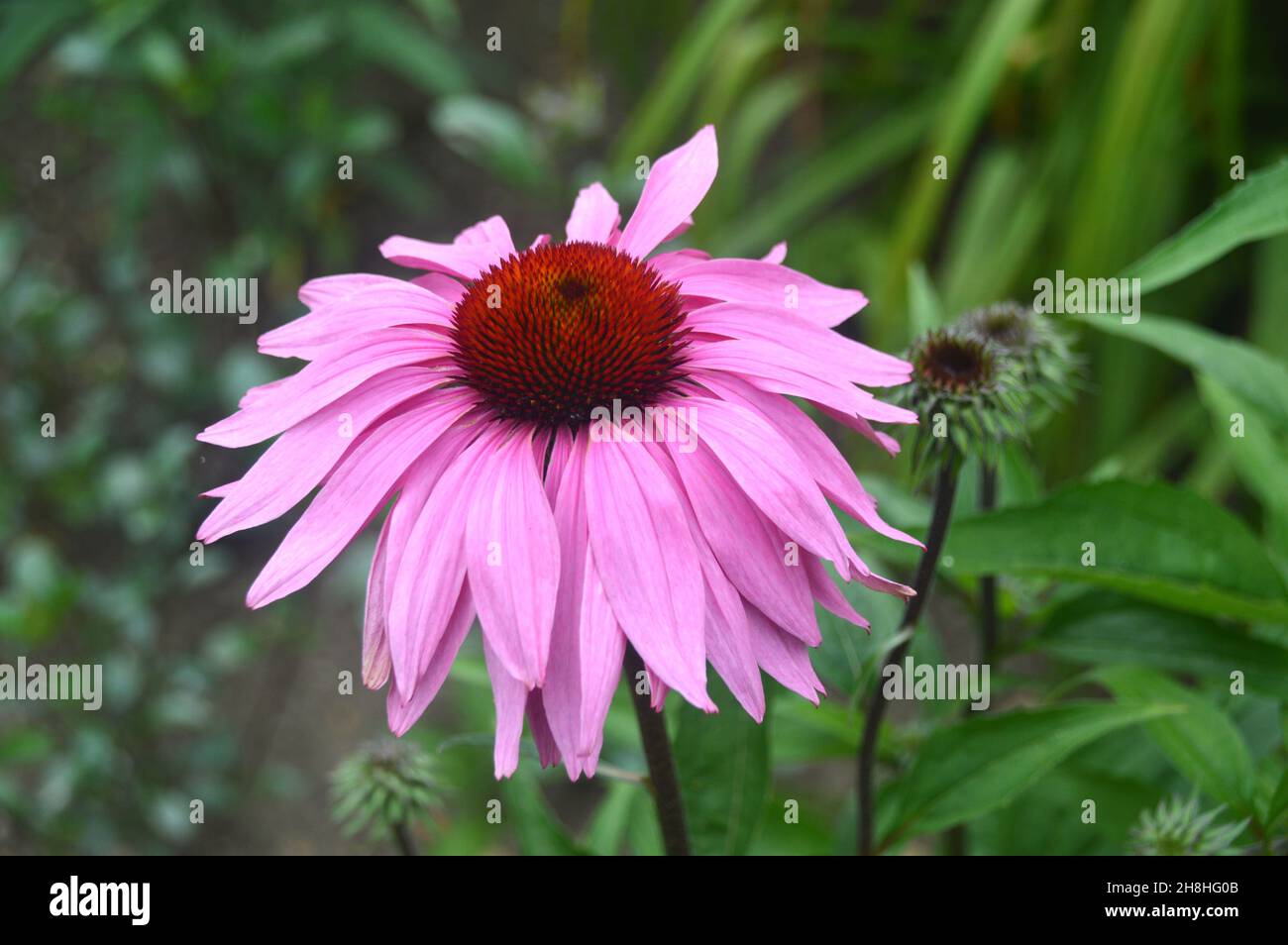 Einzelne rosa, violette Kegelblume 'Rubinglow' (Echinacea Purpurea) Blume, die in den Grenzen von Newby Hall & Gardens, Ripon, North Yorkshire, England, angebaut wird. Stockfoto