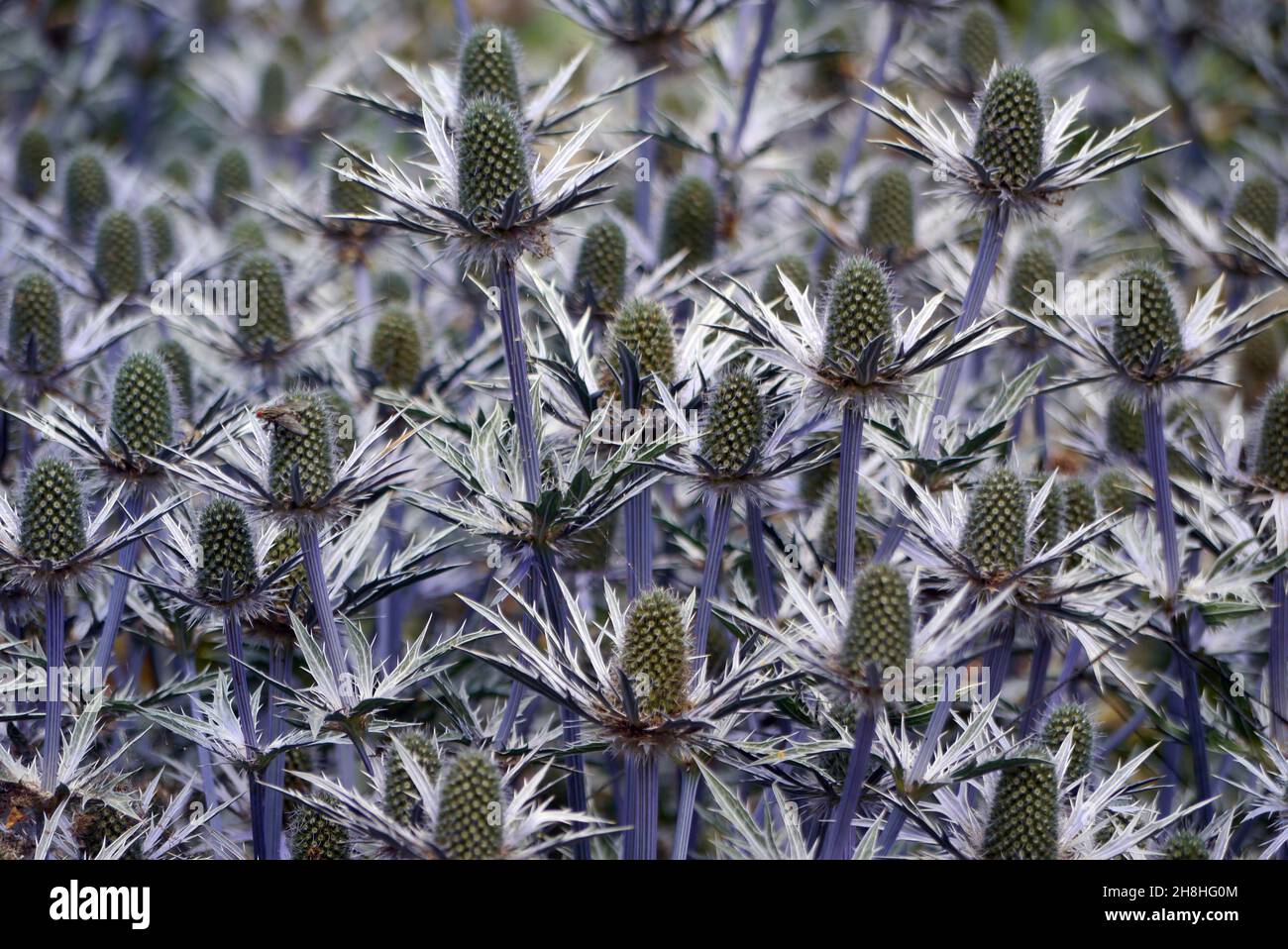 Distelstumpf von Eryngium Amethystinum (Amethyst Sea Holly), der in den Grenzen von Newby Hall & Gardens, Ripon, North Yorkshire, England, Großbritannien, angebaut wird. Stockfoto