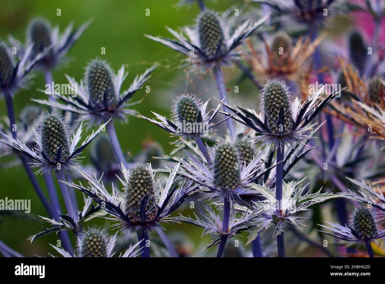 Distelstumpf von Eryngium Amethystinum (Amethyst Sea Holly), der in den Grenzen von Newby Hall & Gardens, Ripon, North Yorkshire, England, Großbritannien, angebaut wird. Stockfoto