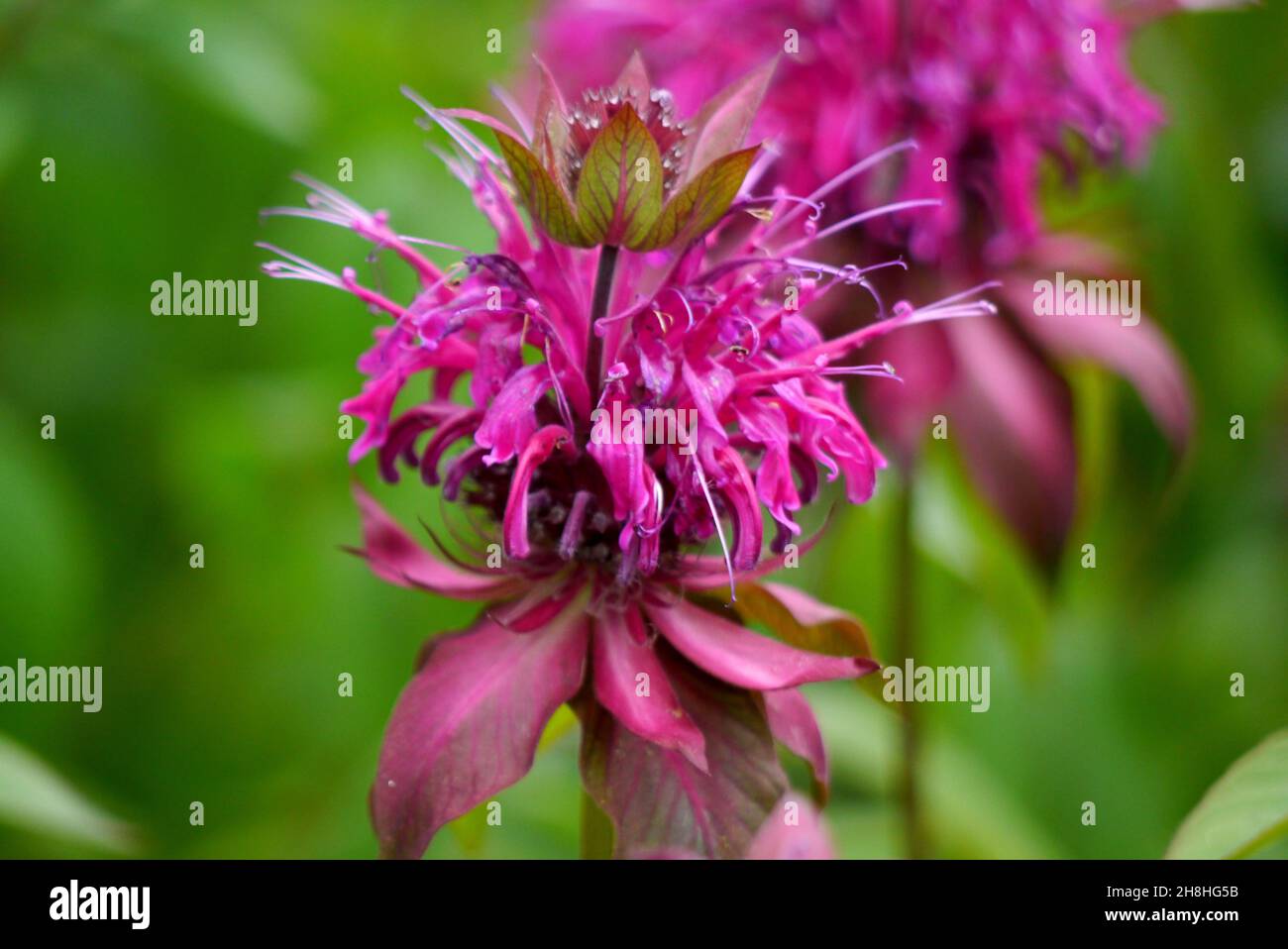 Single Pink/Purple Monarda Didyma ‘On Parade’ Bergamotte Blume in den Grenzen in Newby Hall & Gardens, Ripon, North Yorkshire, England, Großbritannien gewachsen. Stockfoto