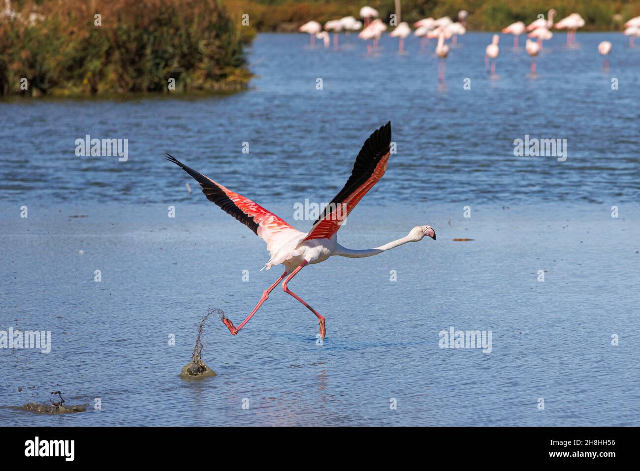Frankreich, Bouches du Rhone, Stes Maries de la Mer, großer Flamingo, der im ornithologischen Park Pont de Gau fliegt Stockfoto