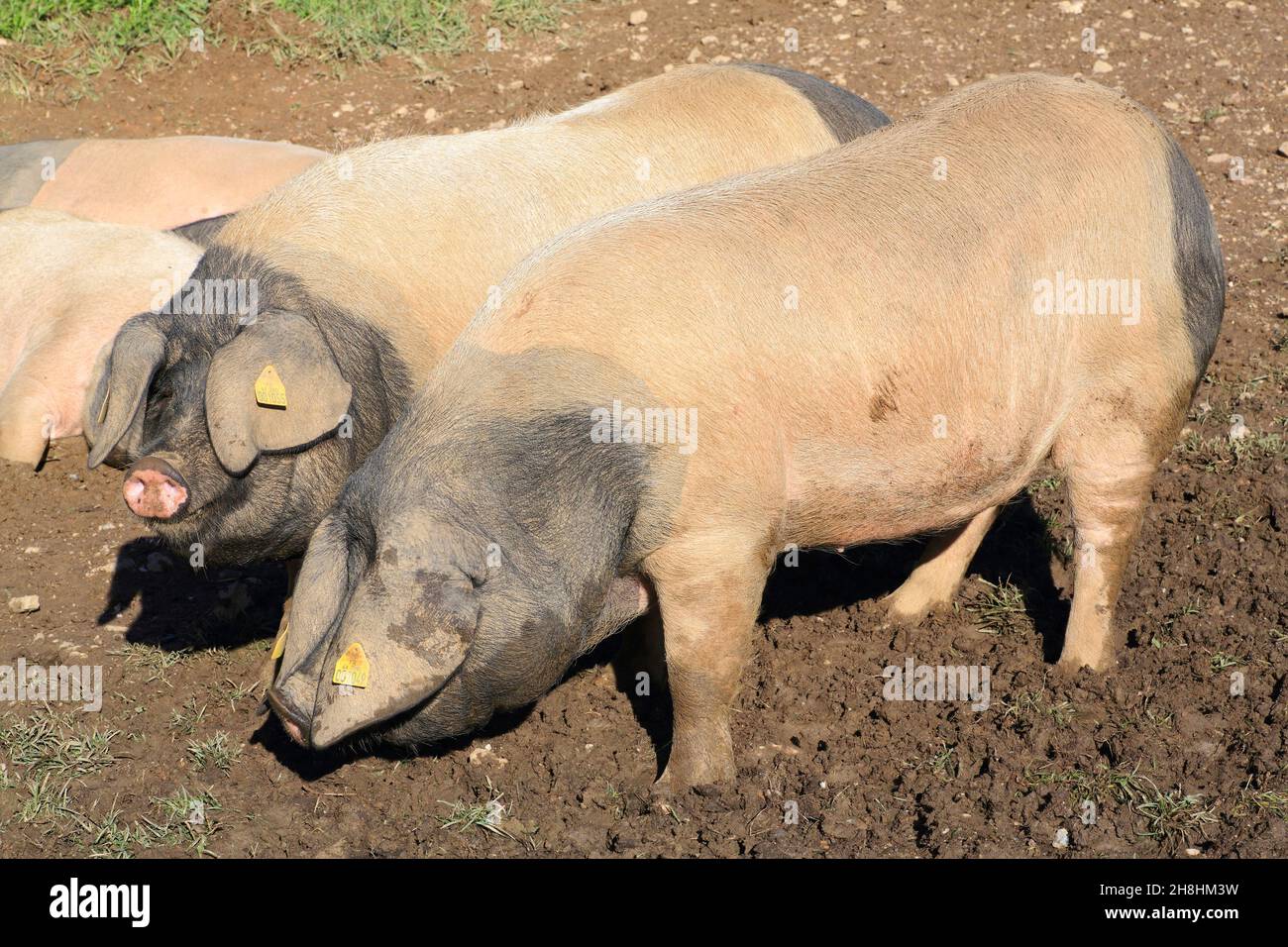 Frankreich, Pyrenäen Atlantiques, Baskenland, Itxassou, Haranea Farm von Christian Aguerre, baskische Schweine, die im Freien für die Produktion von Kintoa AOC Schinken aufgezogen werden Stockfoto