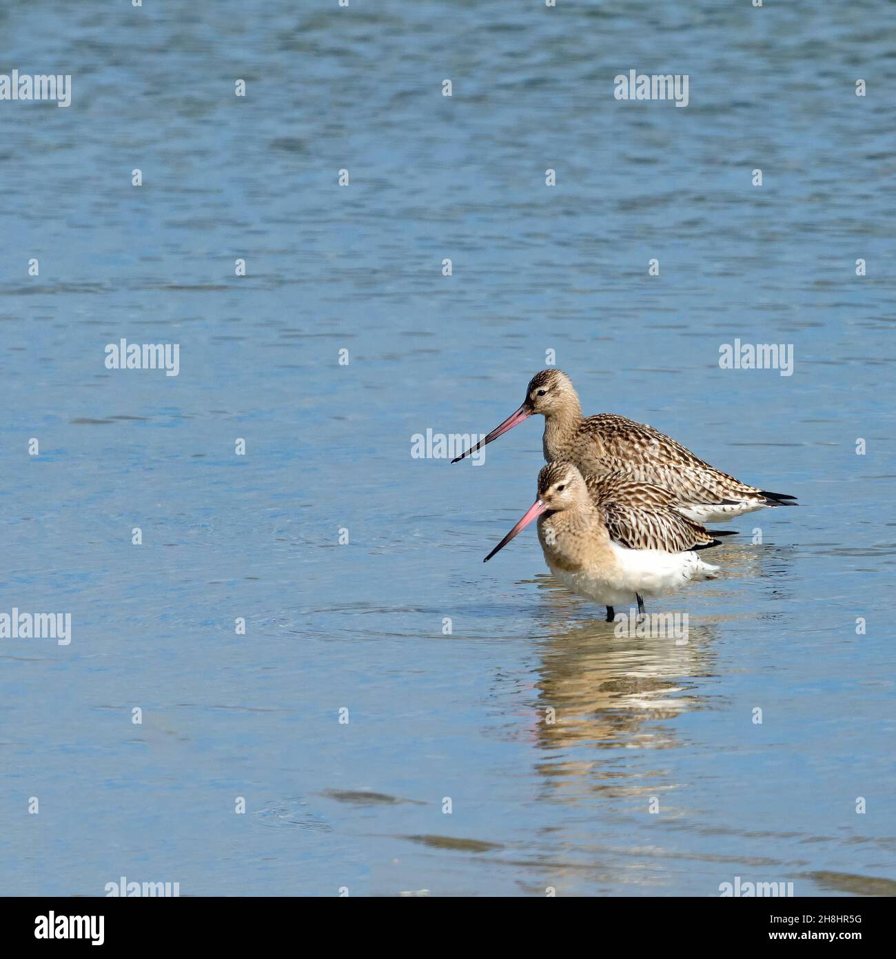 Nahaufnahme von zwei Bartailed Godwits, Limosa lapponica, in ihrem Kleid an der dänischen Nordseeküste Stockfoto