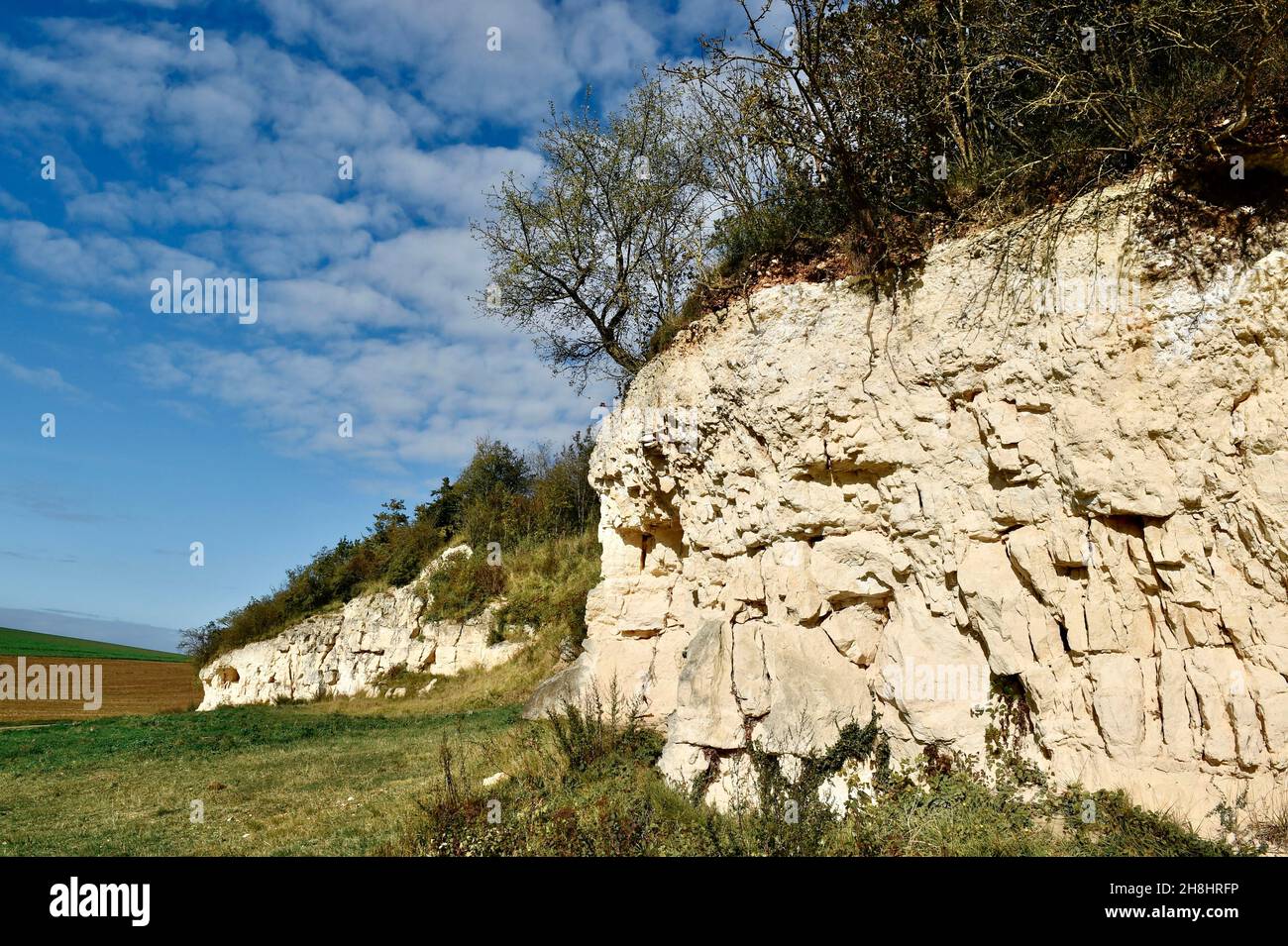 Frankreich, Calvados, Ernte bei Les Arpents du Soleil, Weinberg in Saint-Pierre-sur-Dives in der Normandie Stockfoto