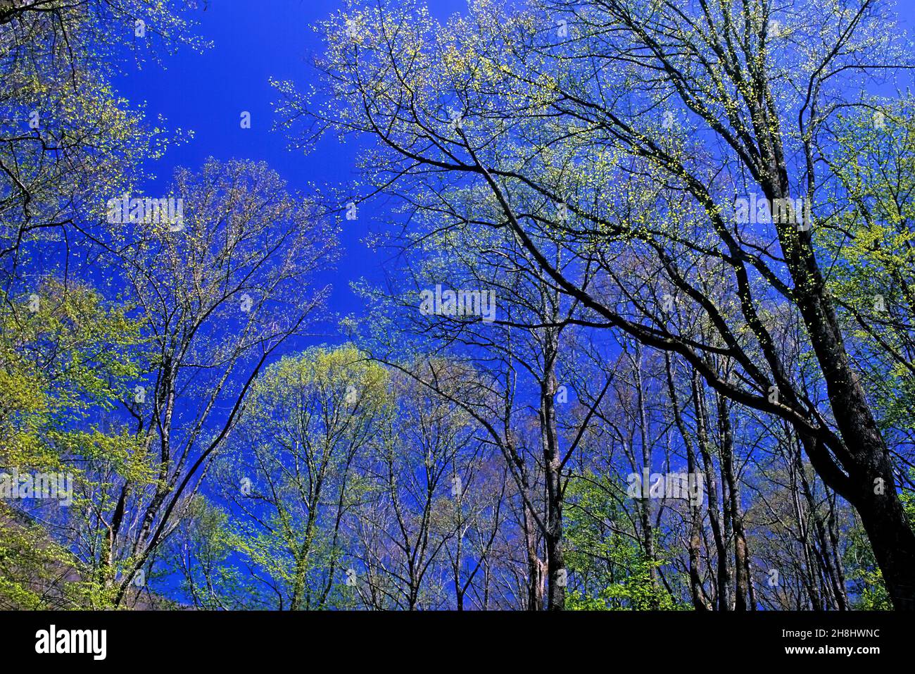 Bäume in einer Laubholzbucht, die im Frühjahr im Great Smoky Mountains National Park, Tennessee, blättert. Stockfoto