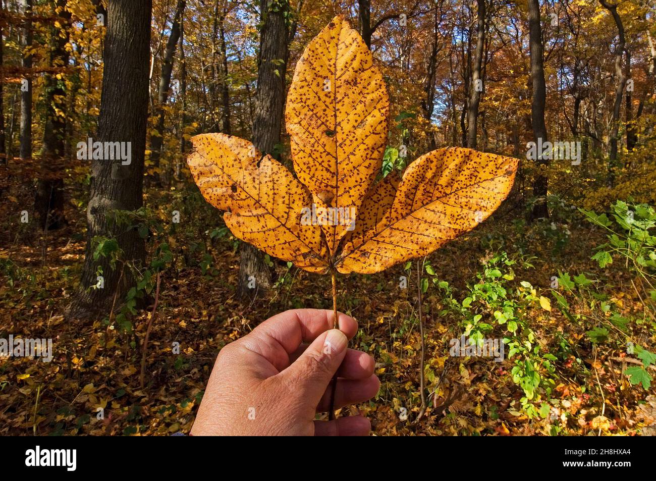 Herbstblätter und Wälder Stockfoto