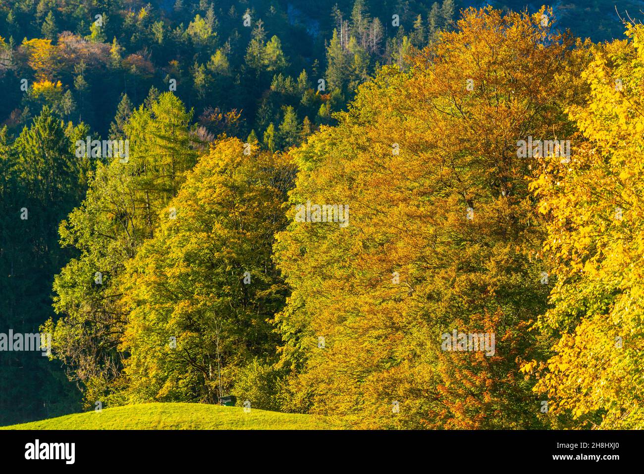 Der Hintersee in den bayerischen Alpen in seinen wunderschönen Herbstfarben, Ramsau bei Berchtesgaden, Oberbayern, Süddeutschland, Europa Stockfoto