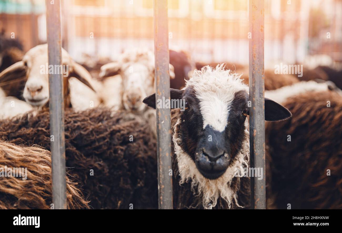 Konzept Mitleid für die Tötung von Tieren Vegetarismus. Schafe sehen vor der Schlachtung des Fleisches durch ein Gitterrost erbärmend aus. Stockfoto