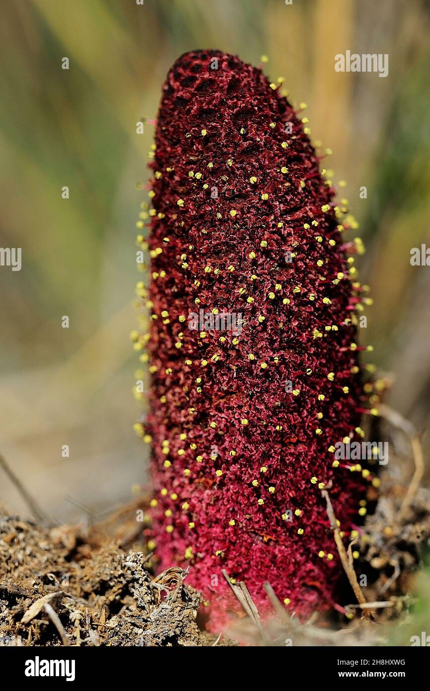 Cynomorium coccineum - Cynomorium ist eine Gattung parasitärer Pflanzen aus der Familie der Cynomoriaceae. Stockfoto