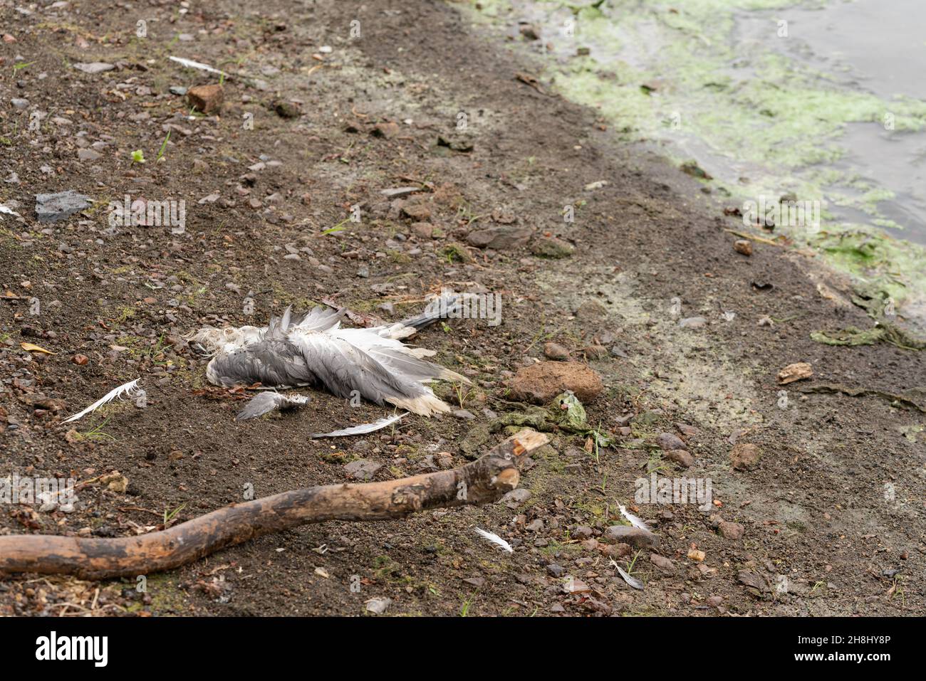 Der tote Möwenvogel liegt am Ufer des Reservoirs, das mit grünen Algen bedeckt ist. Ökologische Katastrophe, Umweltschutzkonzept. Stockfoto
