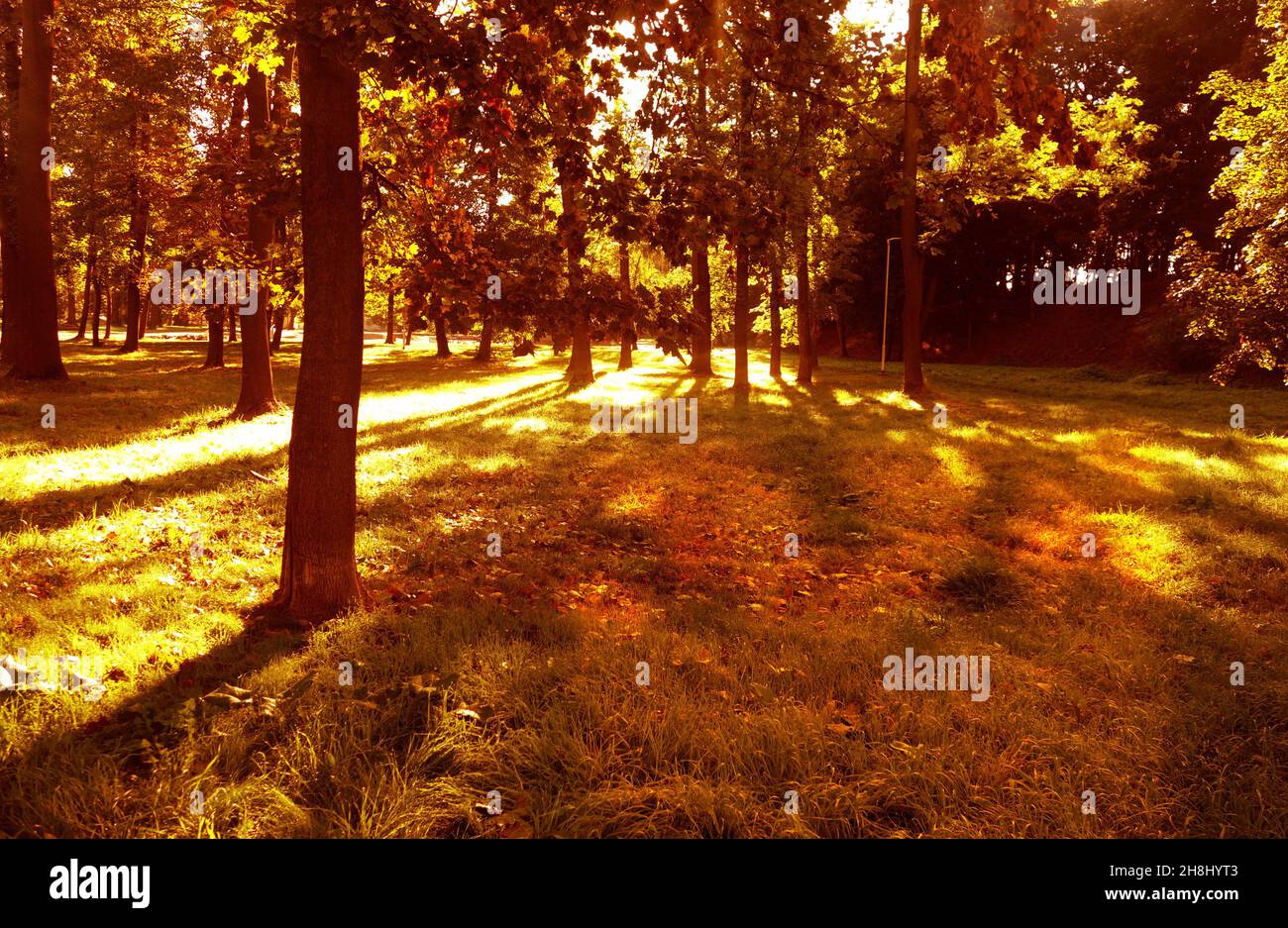 Herbstpark mit starkem Sonnenlicht mit Bäumen und goldenen Sonnenstrahlen Stockfoto