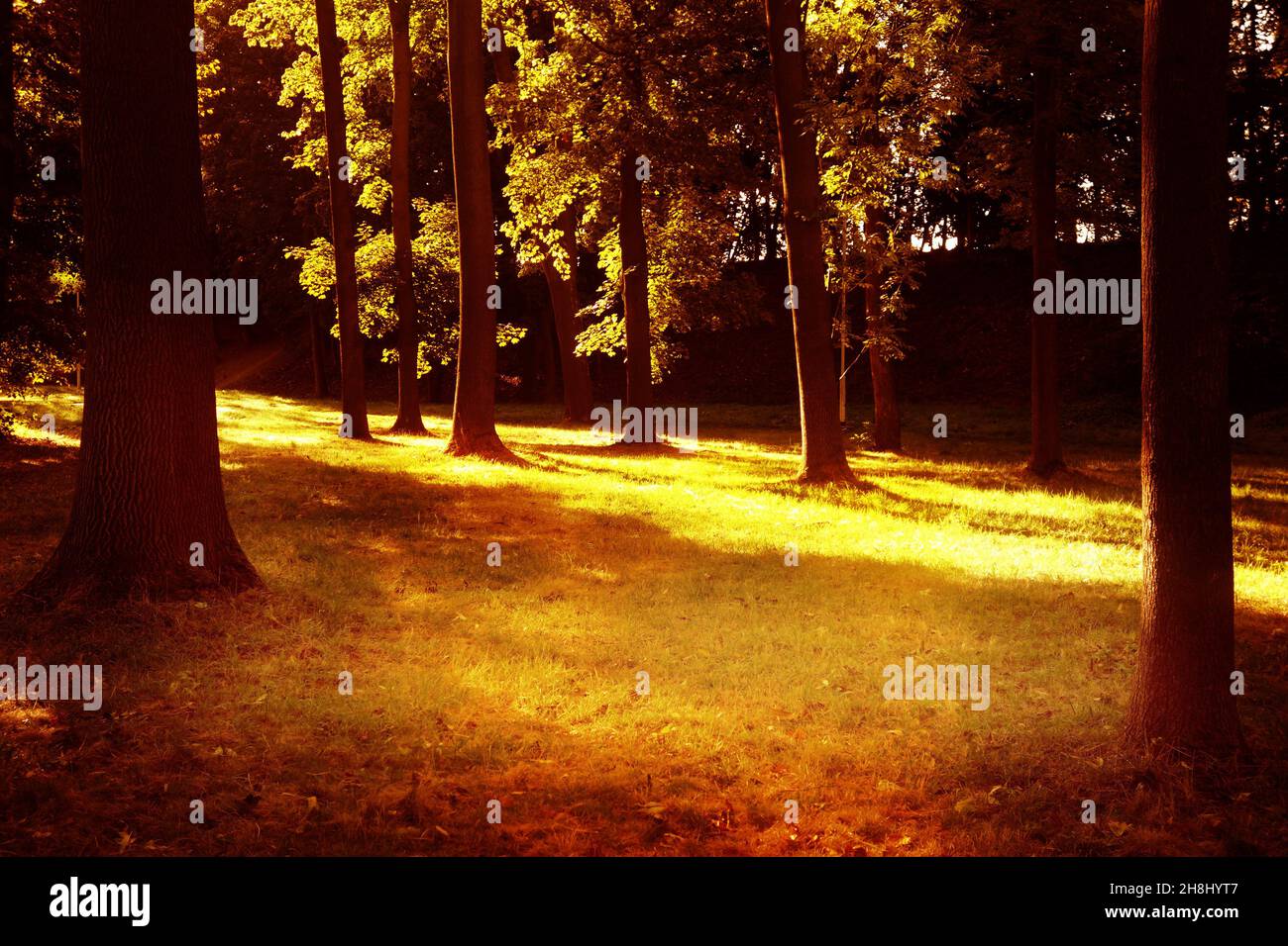 Herbstpark mit starkem Sonnenlicht mit Bäumen und goldenen Sonnenstrahlen Stockfoto