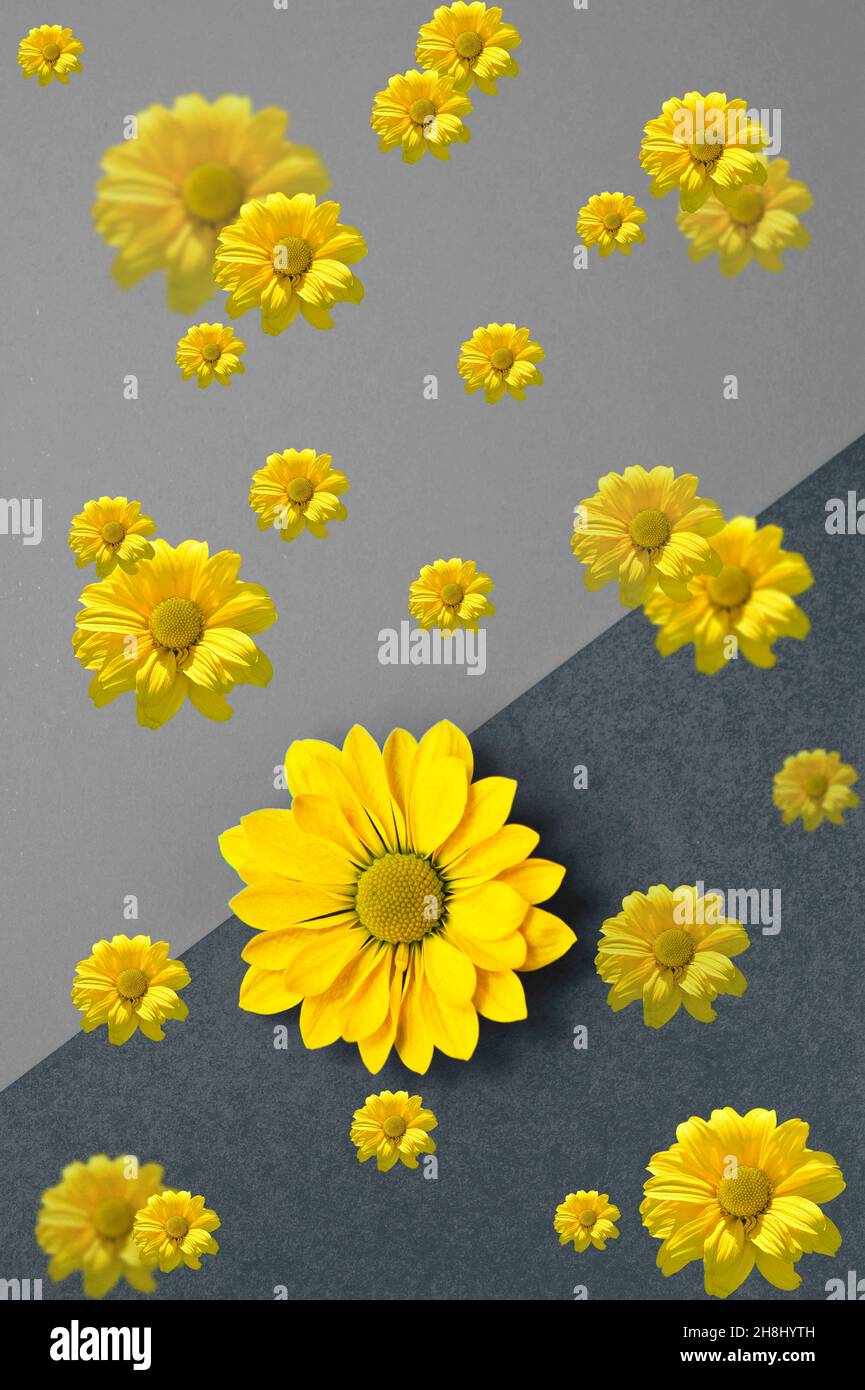 Gelbe Gänseblümchen auf grauem Hintergrund Stockfoto